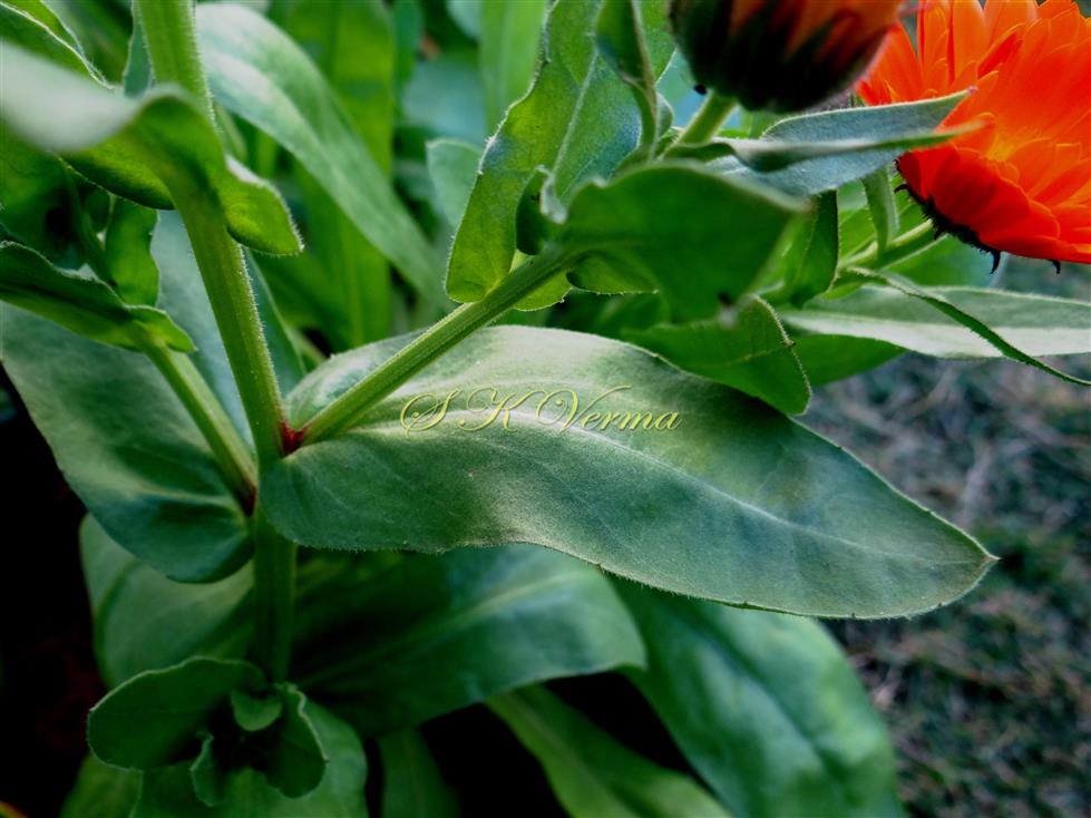  Leaf